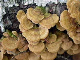 Cerrena unicolor, fresh on tree trunk.These young fruiting bodies will dry and turn gray. You can see some algae starting to grow on the attachment side.